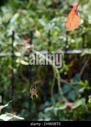 Eine Gartenspinne, die auf ihrem nahezu unsichtbaren Netz vor einem Hintergrund aus Büschen und Blättern aufgehängt ist. Ein helles herbstliches Blatt wird im Netz gefangen. Stockfoto