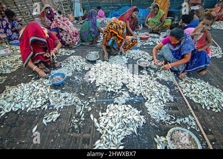 8. März 2022, Brahmanbaria, Chittagong, Bangladesch: Arbeiter verarbeiten "Puti"-Fische, um sie in Brahmanbaria, Bangladesch, unter der Sonne zu trocknen. Tausende von kleinen Fischen, die lokal als „Puti“ bezeichnet werden, werden in einem nahe gelegenen Fluss gefangen. Arbeiter schneiden und reinigen die Fische, geben Salz hinzu und trocknen sie dann vier bis fünf Tage lang auf einer Bambusplattform in der Sonne. Nachdem die Fische richtig getrocknet sind, werden sie verpackt und auf den Märkten verkauft. Getrockneter Fisch ist ein wichtiges Nahrungsmittel in der Ernährung in Bangladesch. Sie macht den viertgrößten Anteil des Fischverzehrs aus und ist die am besten zugängliche Fischart für con Stockfoto