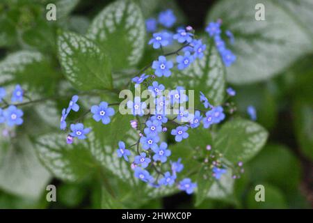 Brunnera macrophylla 'Jack Frost' (sibirischer Buegloss) Stockfoto