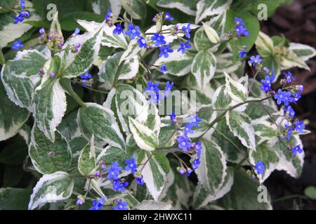 Brunnera macrophylla 'Variegata' (sibirischer Buegloss) Stockfoto