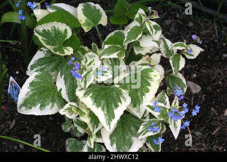 Brunnera macrophylla 'Variegata' (sibirischer Buegloss) Stockfoto