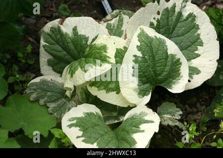 Brunnera macrophylla 'Variegata' (sibirischer Buegloss) Stockfoto