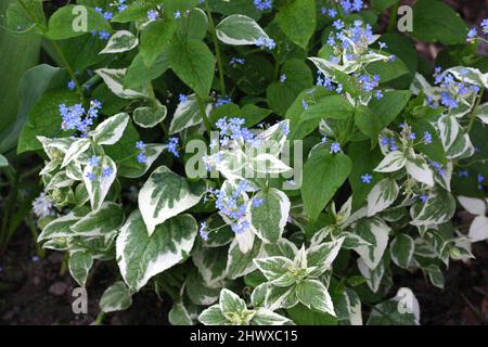 Brunnera macrophylla 'Variegata' (sibirischer Buegloss) Stockfoto