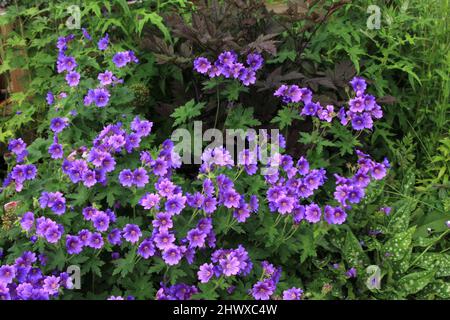 Geranium magnificum (Kranichschnabel) Stockfoto