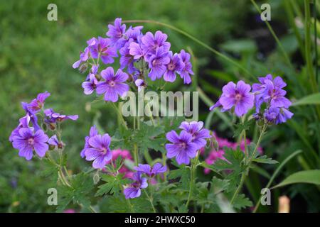 Geranium magnificum (Kranichschnabel) Stockfoto