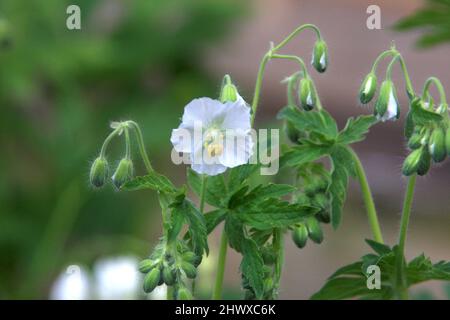 Album „Geranium phaeum“ (Kranichschnabel) Stockfoto