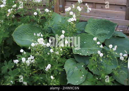 Geranium phaeum 'Album' (Cranesbill) und Hosta sieboldiana 'elegans' Stockfoto