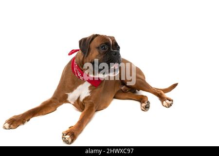 Großer Boxerhund, der neugierig auf etwas ist, ein rotes Bandana trägt und auf weißem Hintergrund keuchend ist Stockfoto