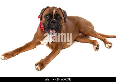 Niedlicher Boxerhund legt sich hin und keucht, fühlt sich glücklich und trägt ein rotes Bandana auf weißem Hintergrund Stockfoto