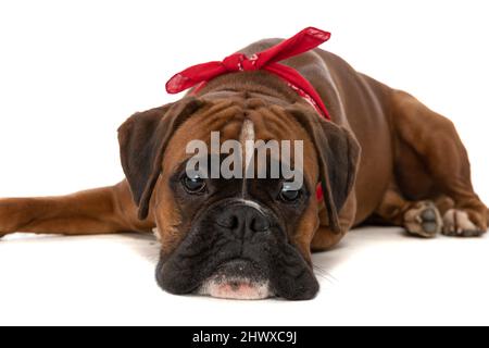 Süßer Boxerhund fühlt sich mürrisch an, legt seinen Kopf nieder und trägt ein rotes Bandana auf weißem Hintergrund Stockfoto