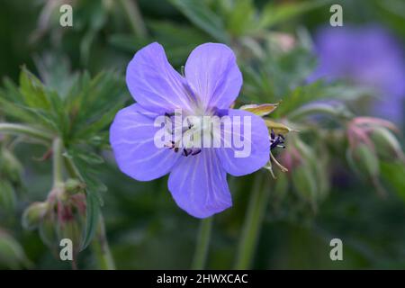 Geranium ruprechtii (Kranichschnabel) Stockfoto