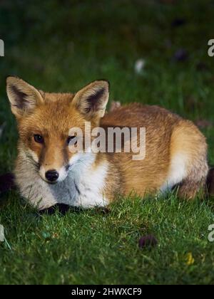 Ein schlanker, hübscher Stadtfuchs ruht während seiner nächtlichen Wanderzeit auf dem Rasen eines Wohngartens. Stockfoto