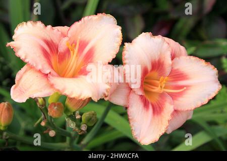 Hemerocallis „Erdbeerbonbons“ (Taglilie) Stockfoto