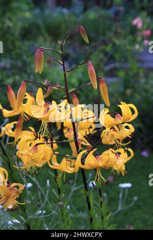 Lilium citronella (asiatische Lilie) Stockfoto