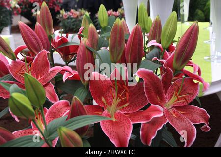 Lilium „Deep Impact“ (orientalische Lilie) Stockfoto