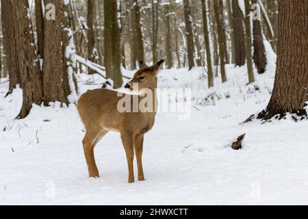 Der Weißschwanzhirsch im verschneiten Wald Stockfoto