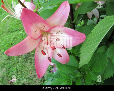 Lilium Montreux (Asiatische Lilie) Stockfoto