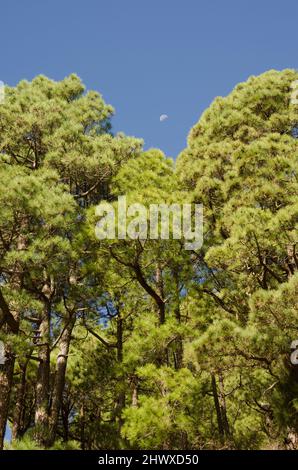 Wald der Kanarischen Insel Kiefer Pinus canariensis und abnehmende Gibbous Mond. Santa Cruz de La Palma. La Palma. Kanarische Inseln. Spanien. Stockfoto