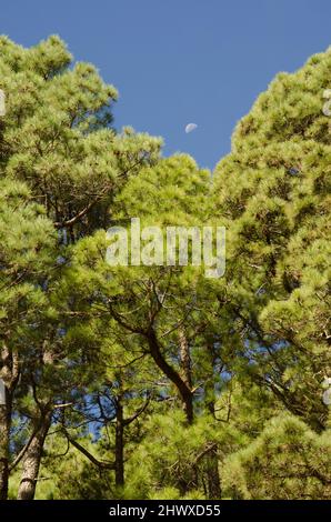 Wald der Kanarischen Insel Kiefer Pinus canariensis und abnehmende Gibbous Mond. Santa Cruz de La Palma. La Palma. Kanarische Inseln. Spanien. Stockfoto