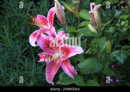 Lilium „Stargazer“ (orientalische Lilie) Stockfoto