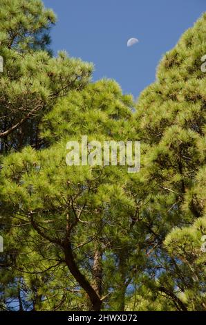 Wald der Kanarischen Insel Kiefer Pinus canariensis und abnehmende Gibbous Mond. Santa Cruz de La Palma. La Palma. Kanarische Inseln. Spanien. Stockfoto