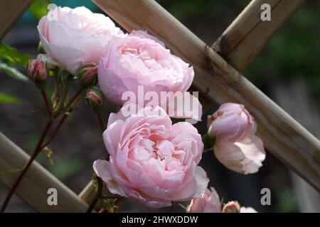 Rossa 'The Generous Gardener' (Strauchrose) - David Austin Stockfoto