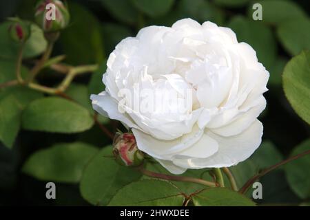 Rosa 'Winchester Cathedral' (Strauchrose) - David Austin Stockfoto