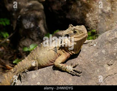 Australischer östlicher Wasserdrache, intellagama lesueurii lesueurii, der sich bei Sonnenschein auf Felsen sonnt. Arborealeidechse, Queensland, Australien. Stockfoto