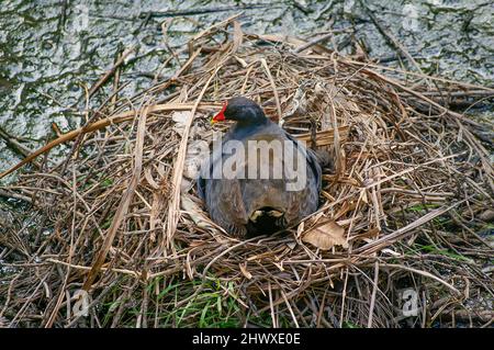 Rückansicht des australischen Dusky Moorhen, Gallinula ventralis, der während der Brutzeit im Frühjahr auf dem Nest im seichten Wasser schwimmt. Queensland. Stockfoto