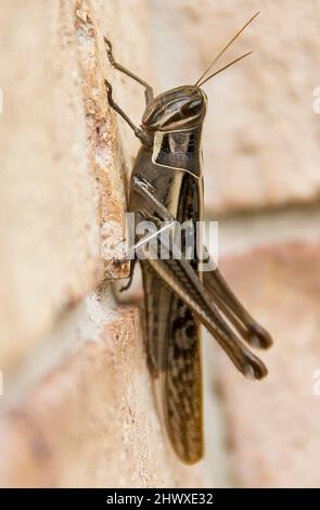 Größte australische Heuschrecke - riesige Heuschrecke, Valanga irregularis, ruht auf einer Ziegelmauer im Garten. Autumn, Queensland, Australien. Stockfoto