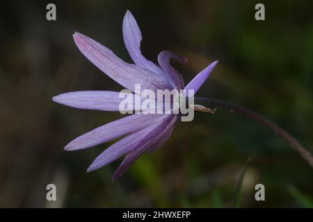 Rosa Wildblumen aus nächster Nähe. Anemonhortensis, breitblättrige Anemonanemone-Nahaufnahme auf unscharfem Hintergrund Stockfoto