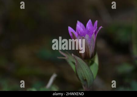 Rosa Wildblumen aus nächster Nähe. Anemonhortensis, breitblättrige Anemonanemone-Nahaufnahme auf unscharfem Hintergrund Stockfoto