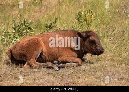 Baby Bison Kalb ruht auf der Prärie in South Dakota. Stockfoto