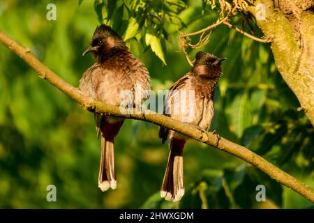 Schönes Paar des rot-belüfteten Bulbul, Pycnonotus cafer Stockfoto