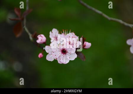 Prunus Autumnalis Rosea - Winterkirschblüte Stockfoto