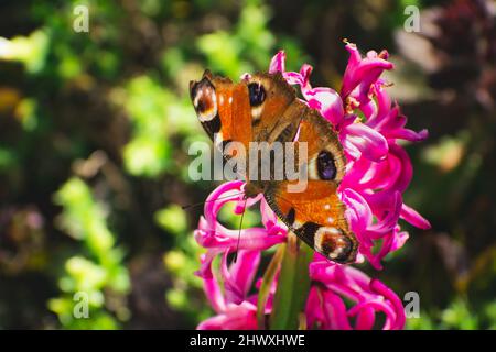 Ein Pfauenschmetterling, der auf einer rosa Blume sitzt Stockfoto