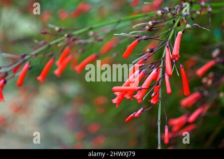 Fountainbush oder Firecracker Pflanzen Blumen (Russelia equisetiformis), Tiradentes, Brasilien Stockfoto