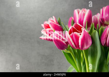 Rosa Tulpen auf dunklem Hintergrund Stockfoto