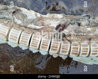 Backing Shark Backbone (hinterer Abschnitt) gefunden am Southbourne Beach, Dorset, UK nach Stürmen am 01. März 2022, gemessen über 1,2m. Die Baschhaie sind der zweitgrößte Hai der Welt und können bis zu 12m lang wachsen.Quelle: Ali Wood/Alamy Live News Stockfoto