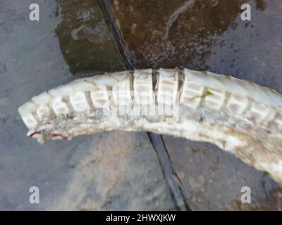 Backing Shark Backbone (hinterer Abschnitt) gefunden am Southbourne Beach, Dorset, UK nach Stürmen am 01. März 2022, gemessen über 1,2m. Die Baschhaie sind der zweitgrößte Hai der Welt und können bis zu 12m lang wachsen.Quelle: Ali Wood/Alamy Live News Stockfoto