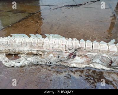 Backing Shark Backbone (hinterer Abschnitt) gefunden am Southbourne Beach, Dorset, UK nach Stürmen am 01. März 2022, gemessen über 1,2m. Die Baschhaie sind der zweitgrößte Hai der Welt und können bis zu 12m lang wachsen.Quelle: Ali Wood/Alamy Live News Stockfoto