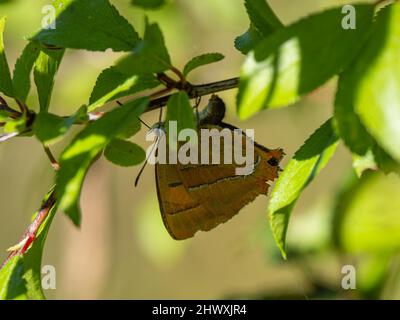 Braune Haarsträhne Schmetterling Laying on Blackthorn Stockfoto