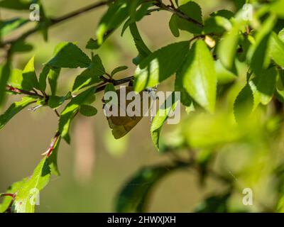 Braune Haarsträhne Schmetterling Laying on Blackthorn Stockfoto