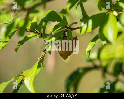 Braune Haarsträhne Schmetterling Laying on Blackthorn Stockfoto