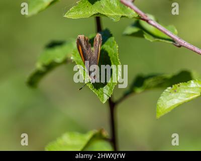 Braune Haarsträhne Schmetterling Laying on Blackthorn Stockfoto