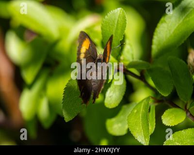 Braune Haarsträhne Schmetterling Laying on Blackthorn Stockfoto