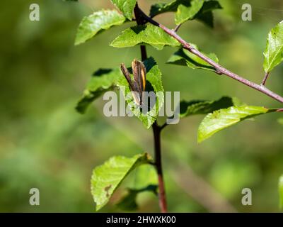 Braune Haarsträhne Schmetterling Laying on Blackthorn Stockfoto