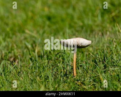 Wurzelnden Schafspilze in Meadow Stockfoto