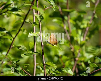 Braune Haarsträhne Schmetterling Laying on Blackthorn Stockfoto