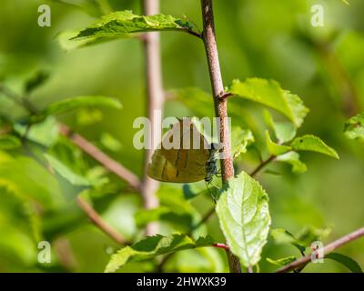 Braune Haarsträhne Schmetterling Laying on Blackthorn Stockfoto